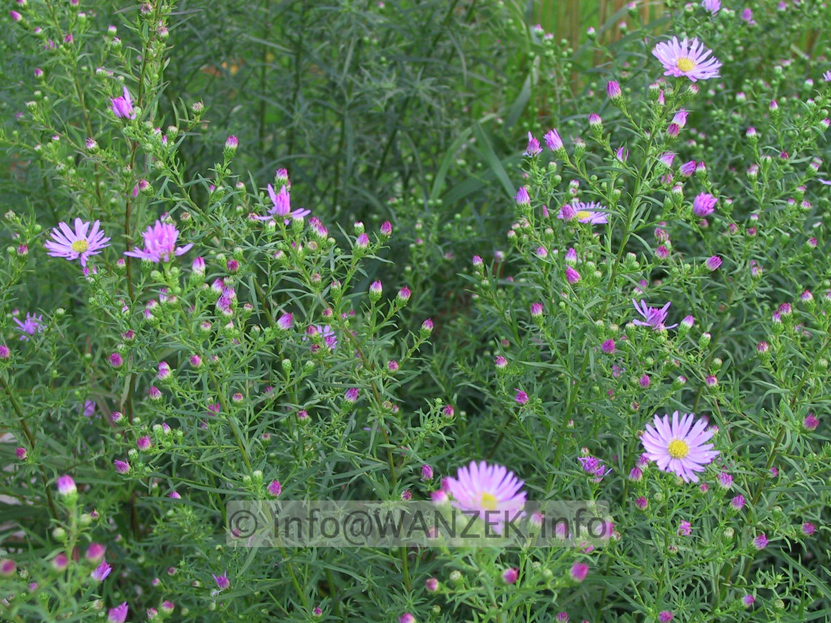 Aster pringlei Luebeck 3 knospig.JPG